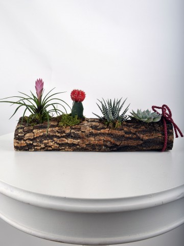 Sukulent Seti Teraryum Terarium çiçek gönder