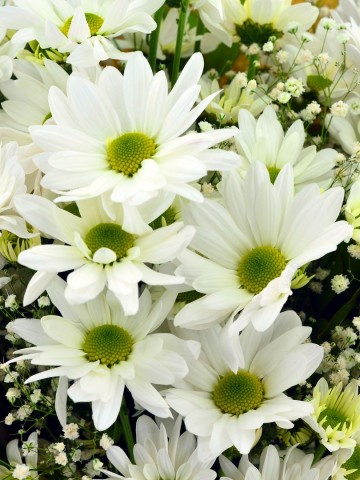 Kucak Dolusu Papatyalar Buketler çiçek gönder