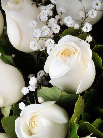 Yakamoz 19 Beyaz Gül Çiçek Arajmanı Aranjmanlar çiçek gönder