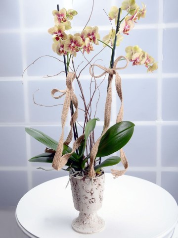 Kış Güneşi Alev Rengi Orkide Çiçeği Orkideler çiçek gönder