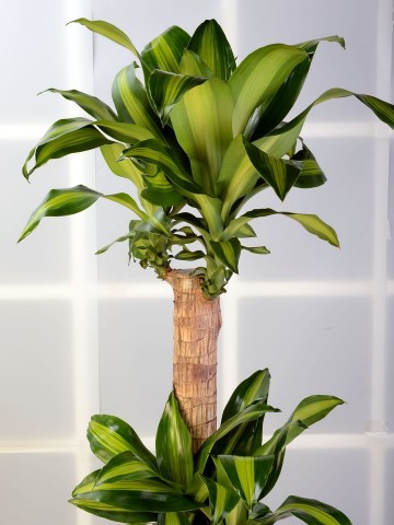 3 lü Dracena Massengena  Saksı Çiçeği. Saksı Çiçekleri çiçek gönder