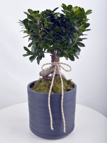 Manolya Bonsai Saksı Çiçekleri çiçek gönder