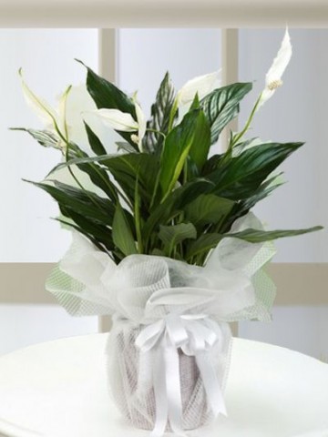 Spathiphyllum Bitkisi Saksı Çiçekleri çiçek gönder