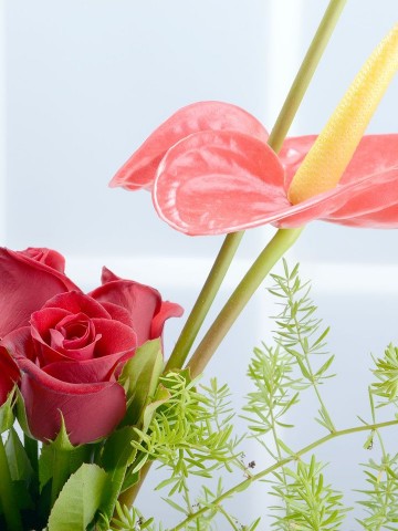 Kemaninin Düeti Kırmızı Güller Aranjmanlar çiçek gönder