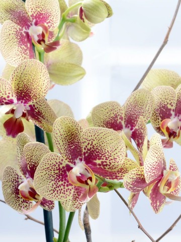 Kış Güneşi Alev Rengi Orkide Çiçeği Orkideler çiçek gönder