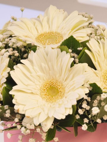 Alman Papatyası Kutuda Çiçek çiçek gönder