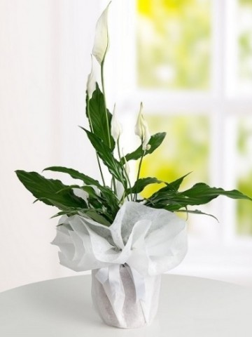 Spatifilyum Saksı Çiçeği Saksı Çiçekleri çiçek gönder
