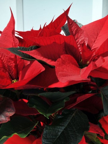 Puansetya Saksı Çiçeği Saksı Çiçekleri çiçek gönder