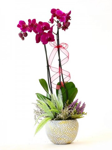 Özel Taş Saksıda Fuşya Orkide Orkideler çiçek gönder