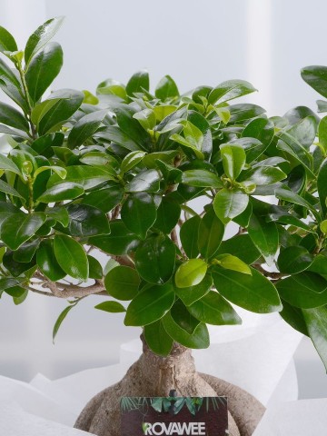 Manolya Bonsai Saksı Çiçekleri çiçek gönder