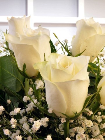 Beyazın Saflığı Aranjmanlar çiçek gönder