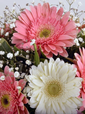 Hayallerimin  Prensesi Gerbera Çiçek Arajmanı Aranjmanlar çiçek gönder