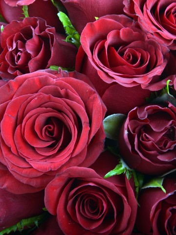 Asil Aşk 101Adet Kırmızı Gül Buketi Buketler çiçek gönder