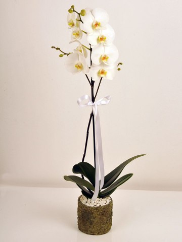 Orkidemsin Orkideler çiçek gönder