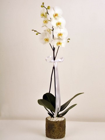 Orkidemsin Orkideler çiçek gönder