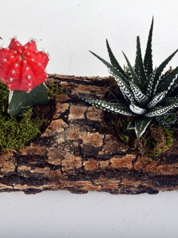 Sukulent Seti Teraryum Terarium çiçek gönder