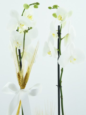 Beyaz Orkide Serisi Orkideler çiçek gönder