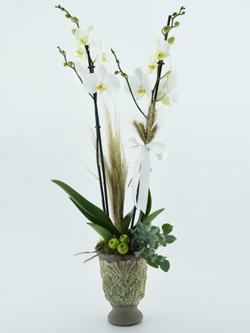 Özel Kadeh Vazoda İkili Beyaz Orkide Orkideler çiçek gönder