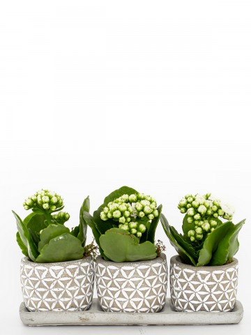 Trio Plus Serisi Beyaz Kalanchoe Bitkisi Saksı Çiçekleri çiçek gönder