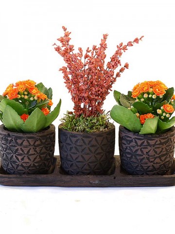 Özel Tasarım Kalanchoeler ve Lavanta Saksı Çiçekleri çiçek gönder