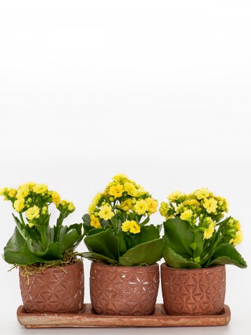 Trio Plus Serisi Sarı Kalanchoe Saksı Çiçekleri çiçek gönder