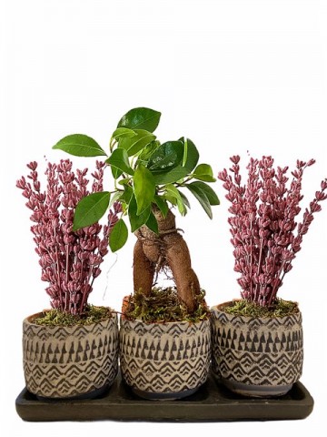 Üçlü Saksıda Ficus Bonsai ve Lavanta Saksı Çiçekleri çiçek gönder