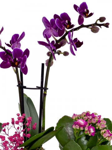 Renkli Trio Plus Serisi Kalanchoe ve Mini Orkide Orkideler çiçek gönder