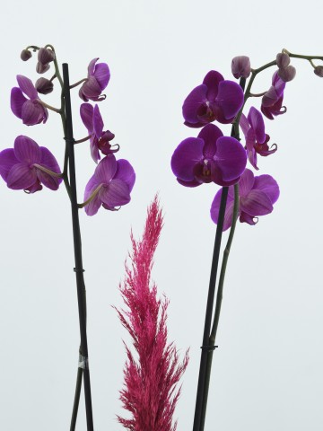 Özel Tasarım Vazoda İkili Mor Orkide Orkideler çiçek gönder
