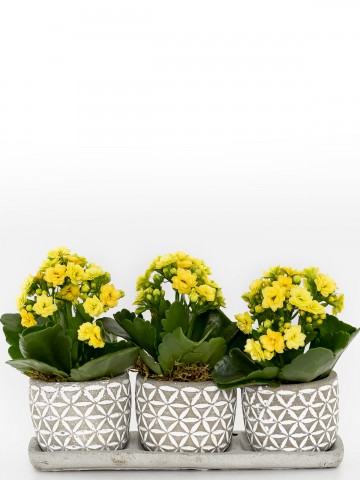 Trio Plus Kelebek Serisi Kalanchoe Saksı Çiçekleri çiçek gönder