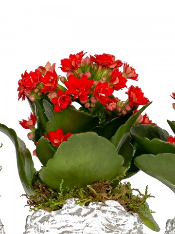 Trio Serisi Helen de Kalanchoe  Saksı Çiçekleri çiçek gönder