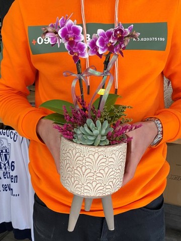 Özel Tasarım Orkide ve Sukulent Aranjmanı Orkideler çiçek gönder